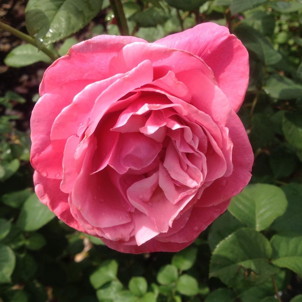 Rosa 'Line Renaud'